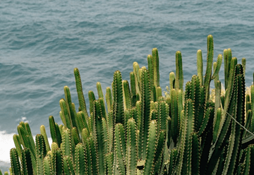 Compost Tea with Yeast Extract