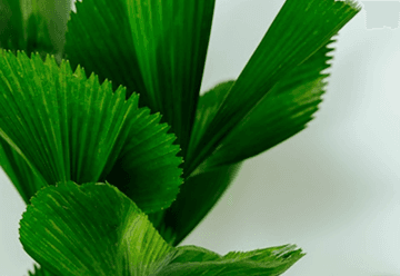 Sterilized Compost with Growth-Promoting Microorganism